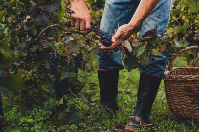 New resource connects school and wine careers