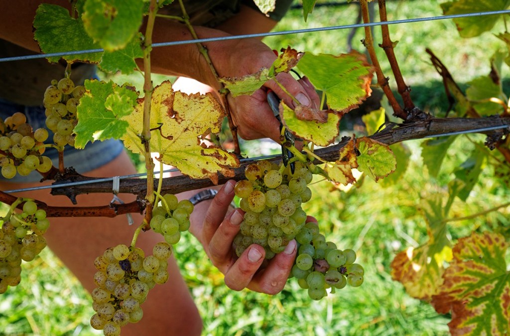 Sustainable Winegrowing New Zealand set to celebrate 30 years