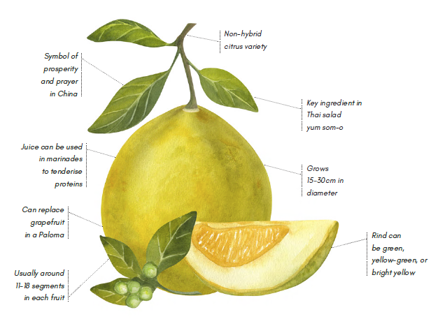 Everything you need to know about the pomelo