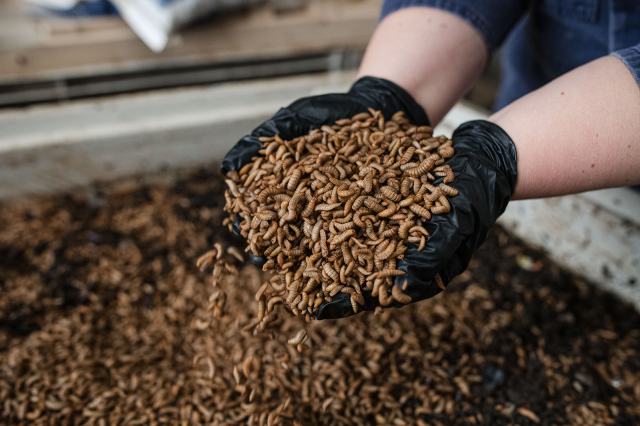 Hyatt Regency Sydney using insects to manage waste