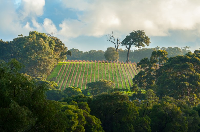 WoWA and Wine Australia join forces on sustainability project