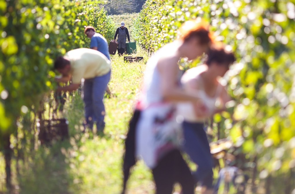 New Zealand Winegrowers welcomes RSE scheme changes