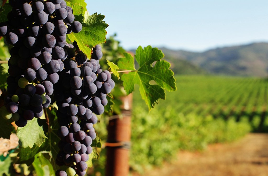 New Zealand Winegrowers launches Roadmap to Net Zero 2050