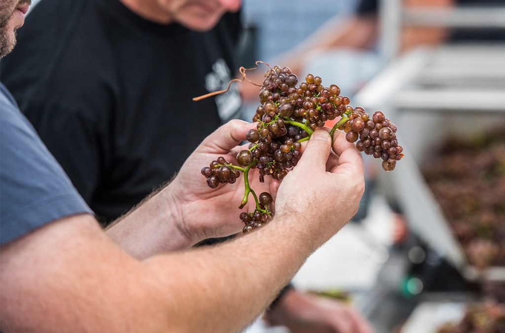 2024 New Zealand Winegrowers Mentoring Programme gets underway